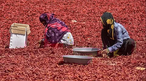 Chilli farmers (File Photo | PTI)