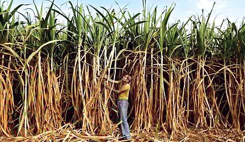 Image used for representational purposes only. (File photo | EPS)