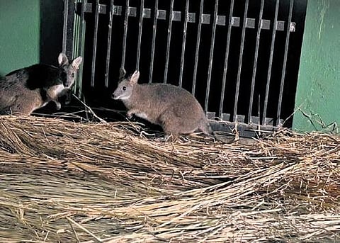The pair of wallabies brought to Nandankanan I EXPRESS