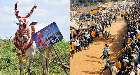 A winning bull named 'Speed King' poses after an event in Haveri; Large crowd gathered to witness a Kobri Hori event in Haveri recently. (Photo | Express)