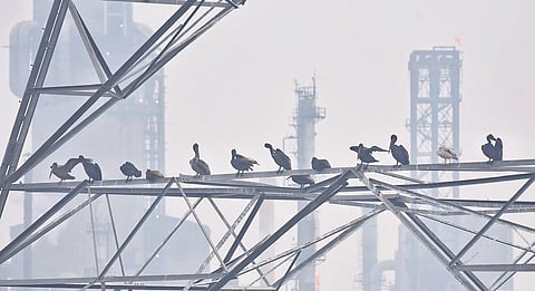 Flock of birds covered in oil spotted near Ennore creek on Tuesday | P Ravikumar