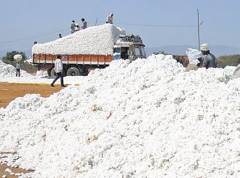 Cotton farming. (File Photo)