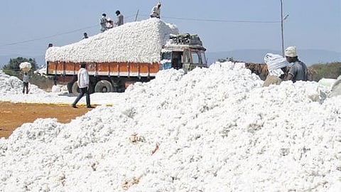 Cotton farming.