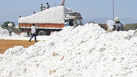 Cotton farming.