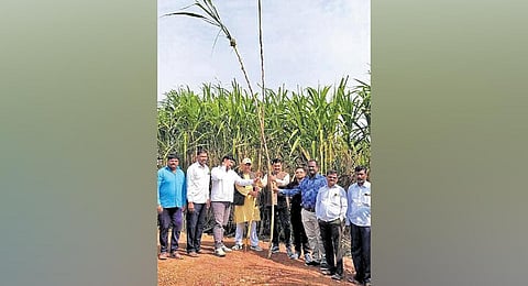 25-ft tall cane crop grabs eyeballs in Vijayapura