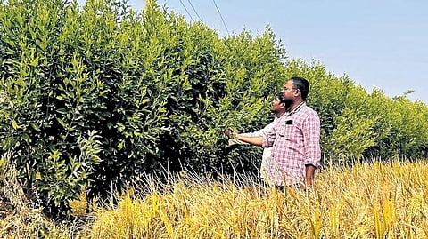 Nagarjun take stock of red gram grown on the bund of a paddy field in Siddipet district