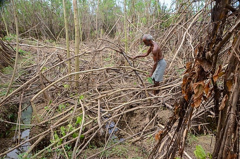 In Thoothukudi district, Authoor Betel leaf damaged during flood. (Photo | V.KARTHIKALAGU, EPS)