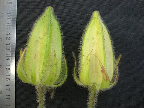 The new plant species of ‘wild okra' that was discovered by a scientist from the Indian Council of Agricultural Research in Odisha