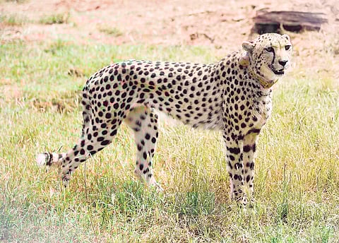Cheetah image used for representational purpose. (FilemPhoto)