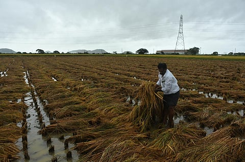 Fully grown rice paddy fell down in the field due to strong wind as a result of cyclone Michaung at Nunna near Vijayawada on Tuesday. (Prasant Madugula)