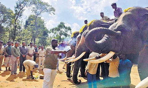 CCF Ravikumar offers puja to elephants before their return journey to different camps, in Sakleshpur. (Photo | Express)