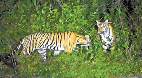 File Photo of Tigers spotted by residents in Plamood area of Vandiperiyar. (Photo | Express)