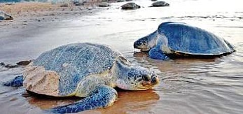 Olive Ridley sea turtles.