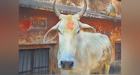 Image of a Cow used for representational purposes.