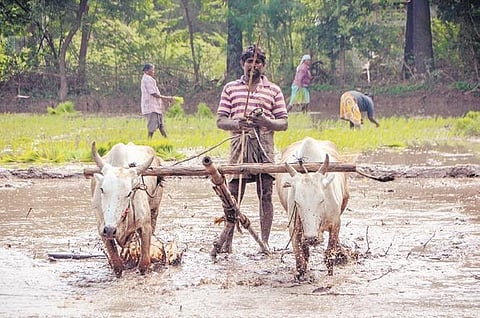Think out of the box to revive farm sector