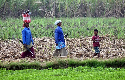 Image used for representative purposes only. (Photo | Madhav K, EPS)