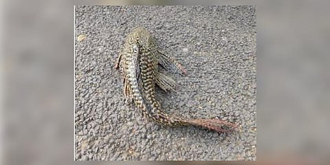 Image of a suckermouth armoured catfish used for representative purposes