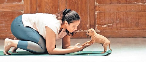 Participants practising yoga with pups