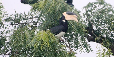 Malabar Pied Hornbills spotted at Morarji Nagar in Hubballi (File photo | Prashant Adur, EPS)
