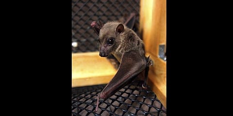 The natural host of the Marburg virus is the African fruit bat, which carries the virus but does not fall sick from it. (File Photo | AP)