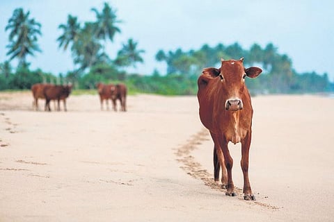 Cow cuddling, Gandhism and some moo juice