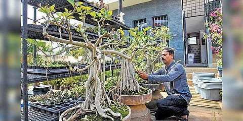 G Lakshamanasamy at his bonsai nursery in Tiruchy (Photo | MK Ashok Kumar, EPS)