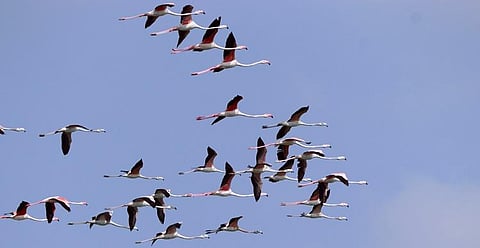 Flock of Flamingos turns Samanatham and Avaniyapuram tank majestic