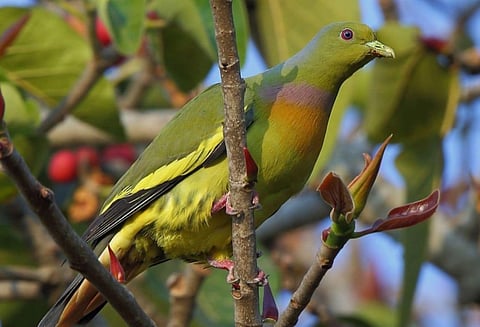 Orange breasted green pigeon which has been sighted in PTR after 100 years