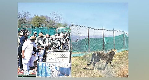 MP CM Shivraj Singh Chouhan releases cheetahs from South Africa at Kuno National Park as Union Minister Bhupender Yadav looks on in Sheopur district on Saturday