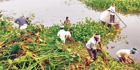 Workers removing water hyacinths at Uppalapadu bird sanctuary | Express