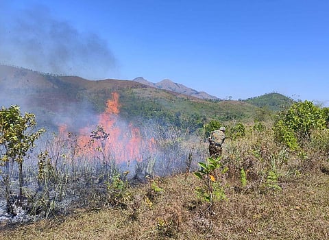 A total of 300 km of forest fire line maintenance works have been completed recently, which would help the department to control fire in the forest from spreading.