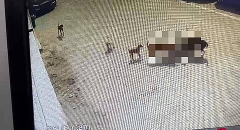 The incident, which occurred at Amberpet locality on Sunday was caught on a CCTV camera. (Photo | ANI)