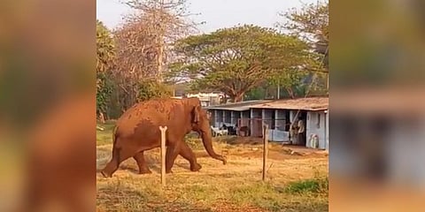 As per sources, the animal entered Nallur from Sethumadai reserve forest where it stayed for a few days after it came out of Varagaliyar.