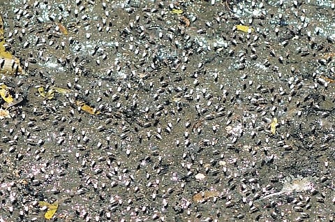 A corporation worker sprays larvicide into a drain near K P Vallon Road | A Sanesh