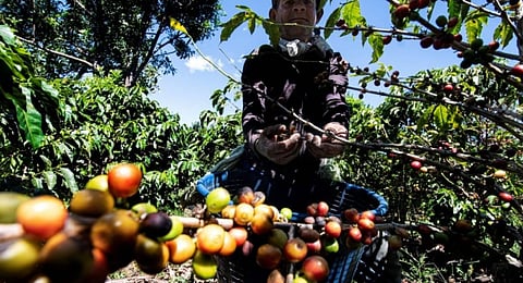 A worker cuts and collects coffee fruits in a coffee plantation in Heredia, Costa Rica. (Photo | AFP)