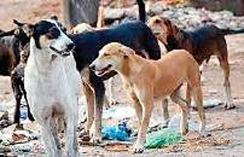 Frequent stray dog attacks on children have created a dangerous situation. (File photo | EPS)