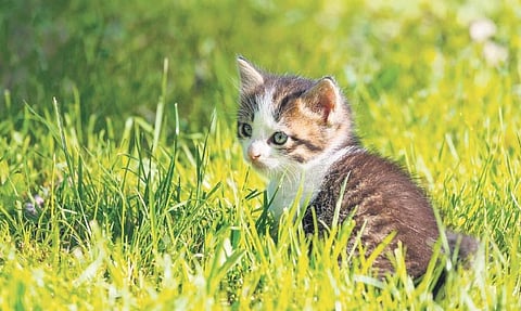 For reprentational purpose