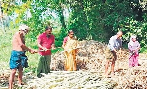 Farmers preparing sugarcane sets for planting at Parumala