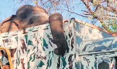 The captured elephant in a forest department truck near Mettupalayam on Friday | Express