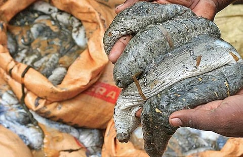Sea cucumbers.(File Photo)