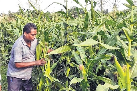 Khetramohan Behera in his agricultural land at Redhua village | Express
