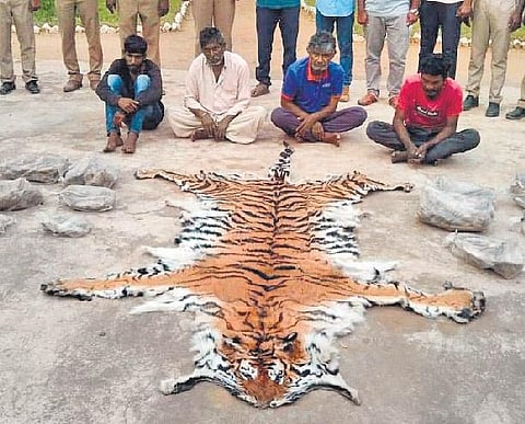 A gang arrested with tiger skin near Sathyamangalam | file photo