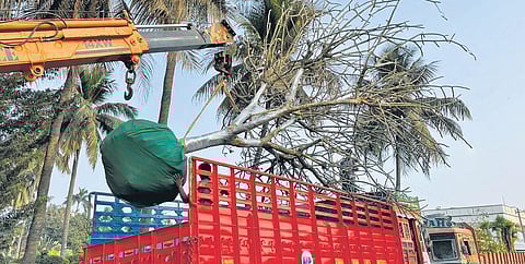 A 20-year-old tree being transported to Hyderabad from a nursery in Kadiyam | Express