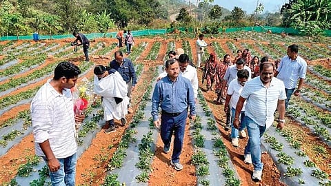 Mahapatra going around a strawberry farm at Janiguda in Kotia on Sunday | Express