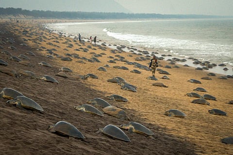 Olive Ridley turtles arrive at Rushikulya beach for nesting. (Photo | Debadatta Mallick, EPS)