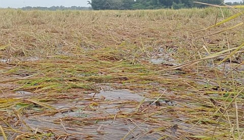 Rain-hit samba paddy in a field near Mayiladuthurai on Thursday | Express