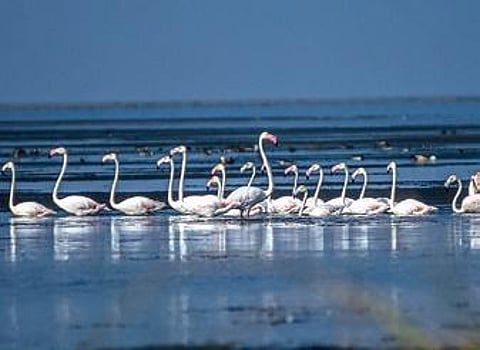 Flamingos at Chilika lake | Express