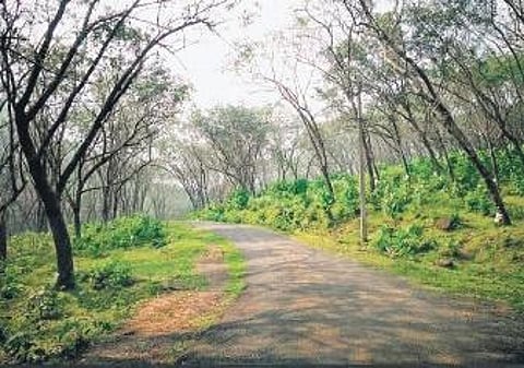 Pandupara Forest Road