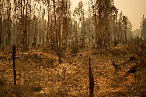Charred trees stand in an area destroyed by wildfires in Santa Juana, Chile. (Photo | AP)