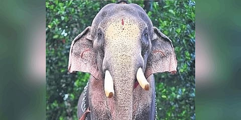 Kerala's celebrity tusker booked with record bid of Rs 7 lakh